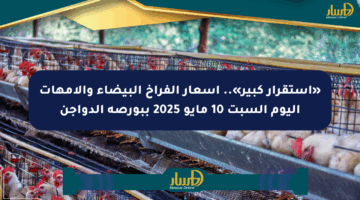 «استقرار كبير».. أسعار الفراخ البيضاء والأمهات اليوم السبت 10 مايو 2025 ببورصة الدواجن